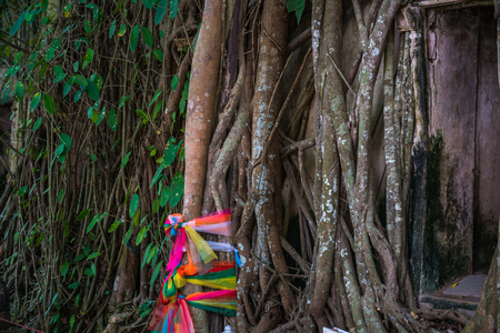 The wall of vine and tree root, colorful fabricの写真素材