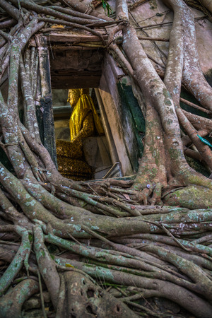 Buddha statue through the tree windowの写真素材
