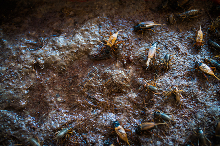 Crickets in farm eating water, For consumption as food And used as animal feed.