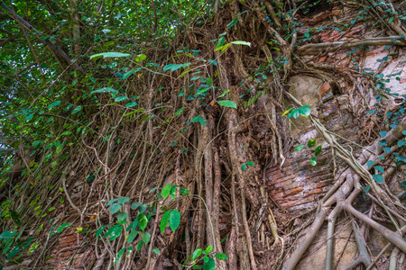 old brick wall and vineの写真素材