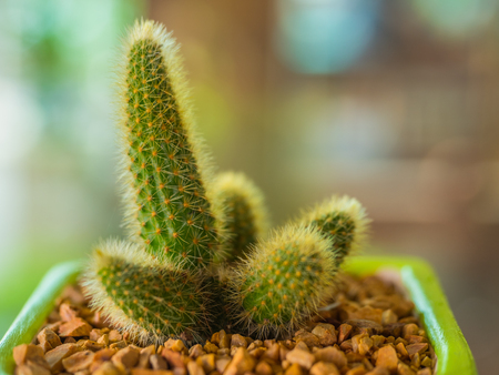 Cactus in metal bucket and  blur backgroundの写真素材