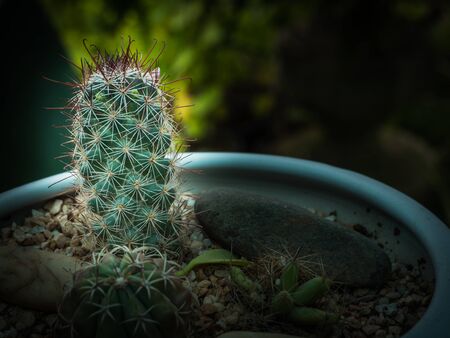 Cactus in metal bucket and  blur background,low keyの写真素材