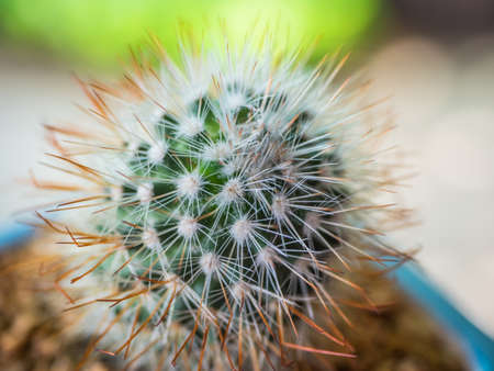 Cactus in metal bucket and  blur background