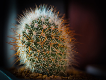 Cactus in metal bucket and  blur background,low keyの写真素材