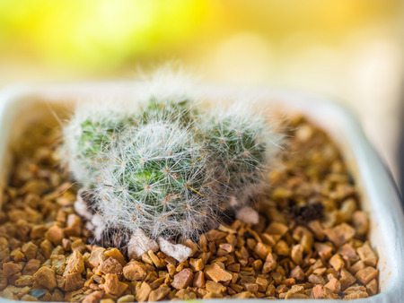 Small Cactus in metal bucket and blur backgroundの写真素材