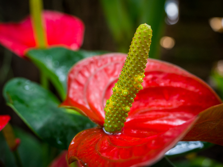 Beautiful Anthurium or flamingo flower bloom in gardenの写真素材