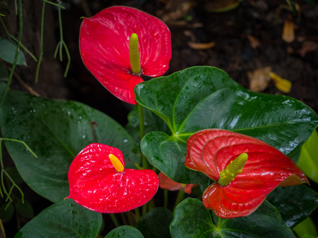 Beautiful Anthurium or flamingo flower bloom in garden, low keyの写真素材