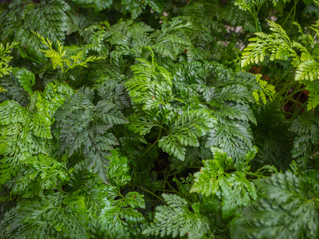 Green leaf background. Low Key Concept
