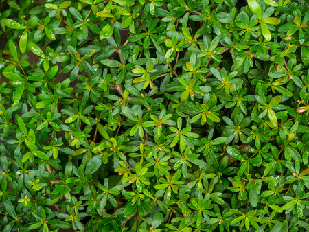 Green leaves of dwarf pine  for backgroundの写真素材