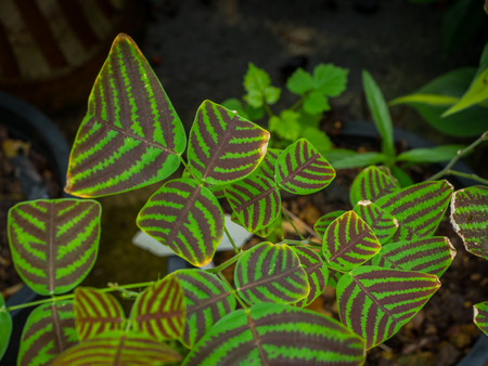 Green leaf background. Low Key Conceptの写真素材