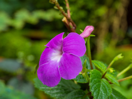 Purple flower in blur backgroundの写真素材