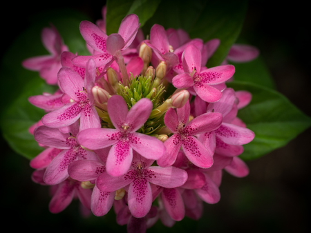 Closeup of a curious funny pink garden Allium flower, Low keyの写真素材