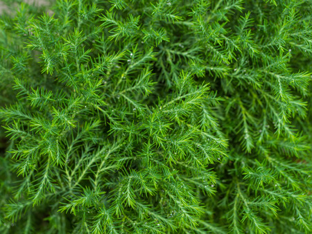 abstract green bokeh nature background from pine leafの写真素材