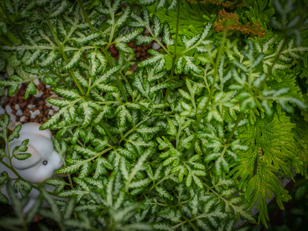 White and Green leaf background. Low Key Conceptの写真素材
