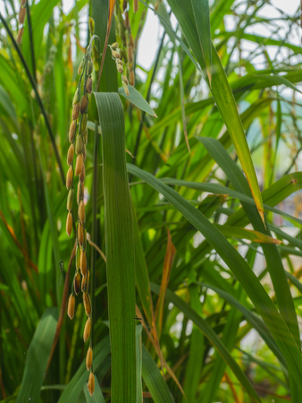 Close up rice,Golden rice fieldsの写真素材