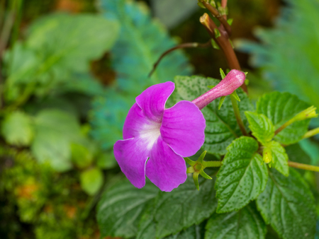 purple flower in blur backgroundの写真素材