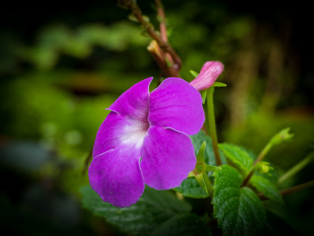 purple flower in blur background,low keyの写真素材