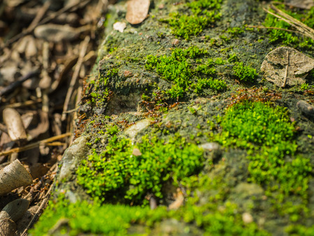 a soft focus of ants traveling in a row on the moss floorの写真素材