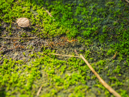 a soft focus of ants traveling in a row on the moss floorの写真素材