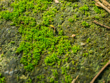 Moss plant background on floor in gardenの写真素材