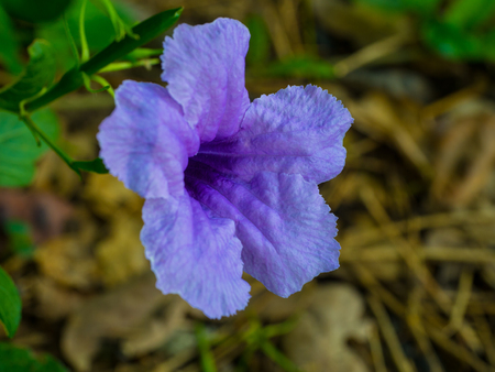 purple flower in blur backgroundの写真素材