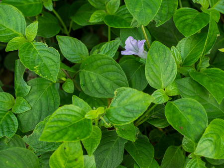 small purple flower in green leaf backgroundの写真素材