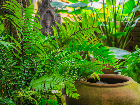 old jars with green plantl decoration in gardenの写真素材