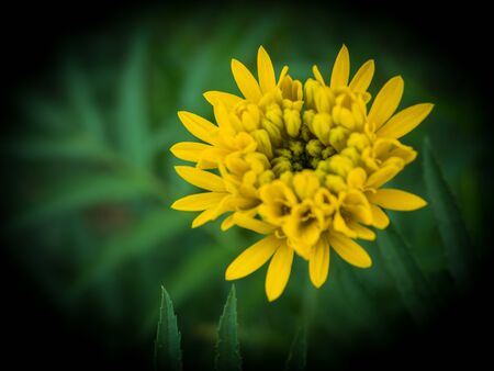 marigolds flowers in the garden,lowkeyの写真素材