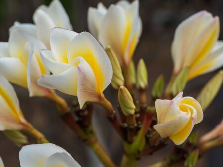 Closeup Champa flower a blossoming in the gardenの写真素材