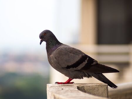 The gray pigeons stand alone on the poleの写真素材