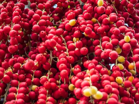 Ripe Betel Nut or Areca Nut Palm on Treeの写真素材