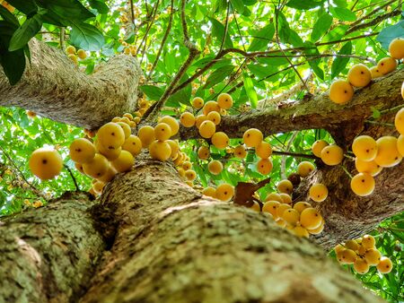Under view, Thai fruit rambeh on the rambi treeの写真素材