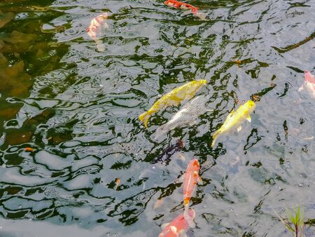 Blur Colorful Carps or fancy Carps or Koi carps swimming in the pondの写真素材