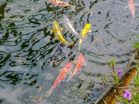 Blur Colorful Carps or fancy Carps or Koi carps swimming in the pondの写真素材