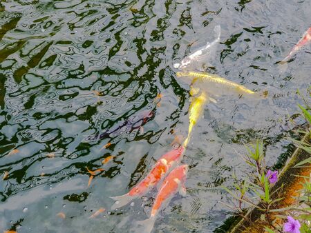 Blur Colorful Carps or fancy Carps or Koi carps swimming in the pondの写真素材