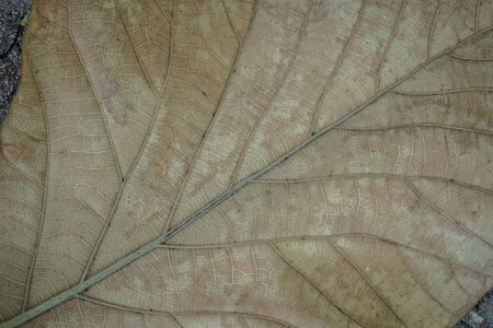 Close up of a dead leaf. Close up of a yellow dead leaf with many veins. It can be used as a background imageの写真素材