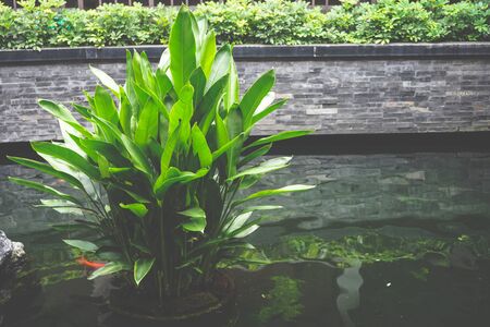Fresh green water plants in the pondの写真素材