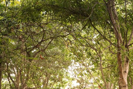 The branches are green leaves.use for leaf backgroundの写真素材