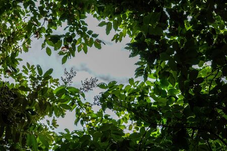 Sunlight shinning through tree covered sky.の写真素材