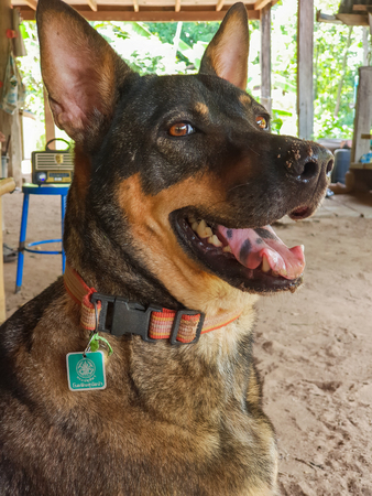 Public Thailand Department of Livestock Development sign tag shown a dog already recieved Rabies vaccine. Translation:のeditorial素材