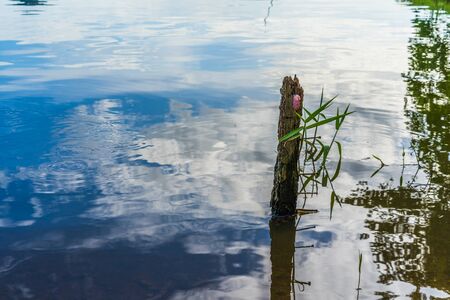 Eggs pink color of Golden Applesnail or Channeled Applesnail or Cherry Shell on Tree stumpの写真素材