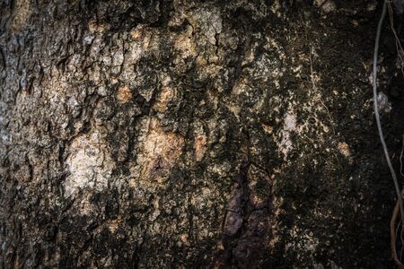 Close up texture the bark of tree for backgroundの写真素材