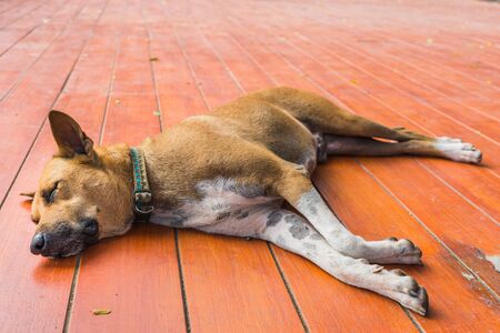 brown homeless thai dog sleep on the floorの写真素材