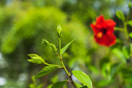 Red hibiscus flower on a green background, selective focus.の写真素材