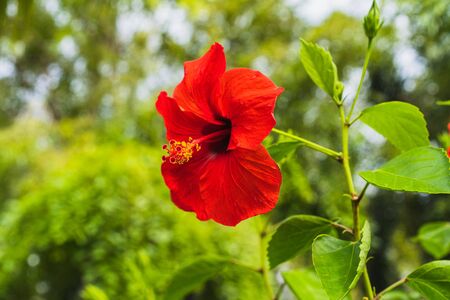 Red hibiscus flower on a green background, selective focus.の写真素材