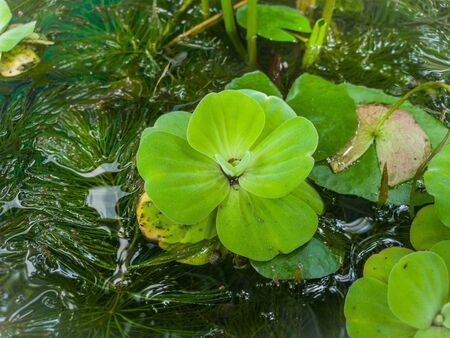 Water Lettuce, Pistia stratiotes Linnaeus Areceae. floating water plant close up shotの写真素材