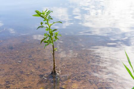 Glass grows out of water along a river bank.の写真素材