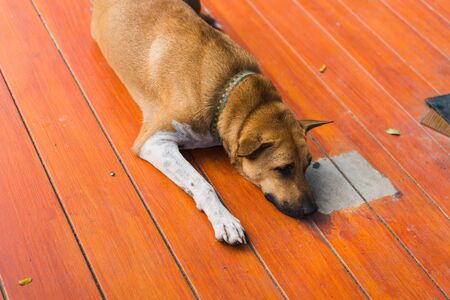 brown homeless thai dog sleep on the floorの写真素材
