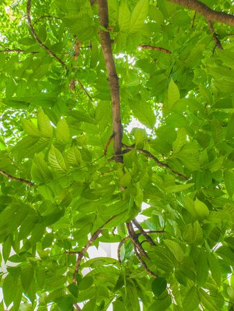 Under big tree green leaf pattern nature light backgroundの写真素材