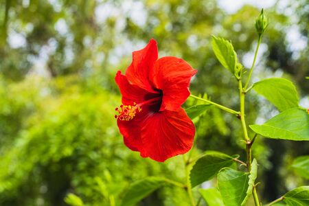 Red hibiscus flower on a green background, selective focus.の写真素材